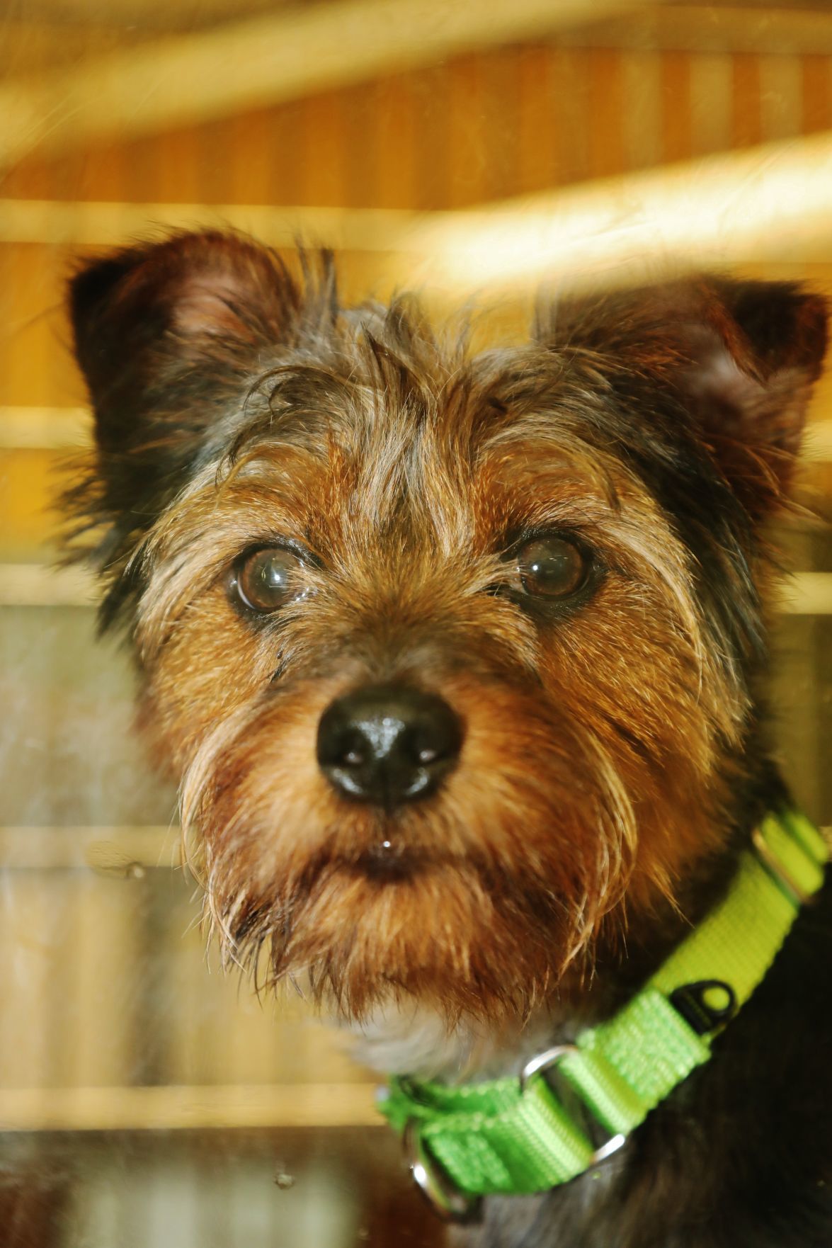 "Wiley" ready for adoption
